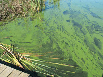 Possible Blue Green Algae