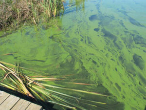 Blue-Green-Algae